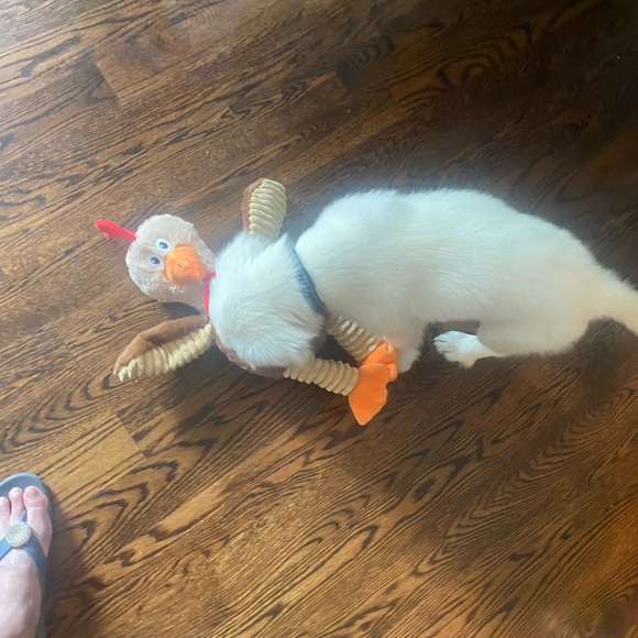 Super Chicken Dog Toys 18” Play, Tug, Toss and Fetch - Picture 12 of 12